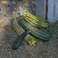 Giant marrows outside the church, Diss Heritage Transport Festival and the GSB at Wickham Skeith - 22nd September 2024