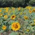 There's a field of sunflowers near Abbey Close, Sunflowers, A Quiz at Westhorpe and a GSB Duck Race, Eye - 29th September 2024