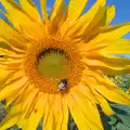 A bee does its thing in a sunflower, Sunflowers, A Quiz at Westhorpe and a GSB Duck Race, Eye - 29th September 2024