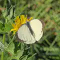 A white butterfly pauses on a flower, Sunflowers, A Quiz at Westhorpe and a GSB Duck Race, Eye - 29th September 2024