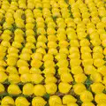 Hundreds of numbered plastic ducks, Sunflowers, A Quiz at Westhorpe and a GSB Duck Race, Eye - 29th September 2024