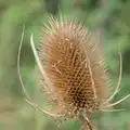 A spiky empty seed head, Sunflowers, A Quiz at Westhorpe and a GSB Duck Race, Eye - 29th September 2024