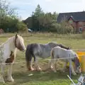 Gypsy nags on Mellis common, A Walk to the Railway Tavern, Mellis, Suffolk - 13th October 2024