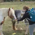 Isobel feeds the horses some fresh grass, A Walk to the Railway Tavern, Mellis, Suffolk - 13th October 2024