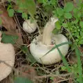 A perfect mushroom - upside down, A Walk to the Railway Tavern, Mellis, Suffolk - 13th October 2024