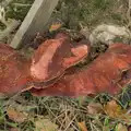 We spot a giant Beefsteak fungus, A Quiz at Diss Golf Club, Stuston - 18th October 2024