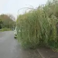 A willow tree has blown over since we passed , A Quiz at Diss Golf Club, Stuston - 18th October 2024