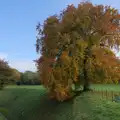 An impressive autumnal chestnut tree, The Witchfinder General at Framlingham Castle, Suffolk - 26th October 2024