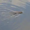 A Nutria - a type of coypu - swims around, A Return to Girona, Catalunya, Spain - 29th October 2024