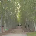 Giant trees in Parc de la Devesa, A Return to Girona, Catalunya, Spain - 29th October 2024