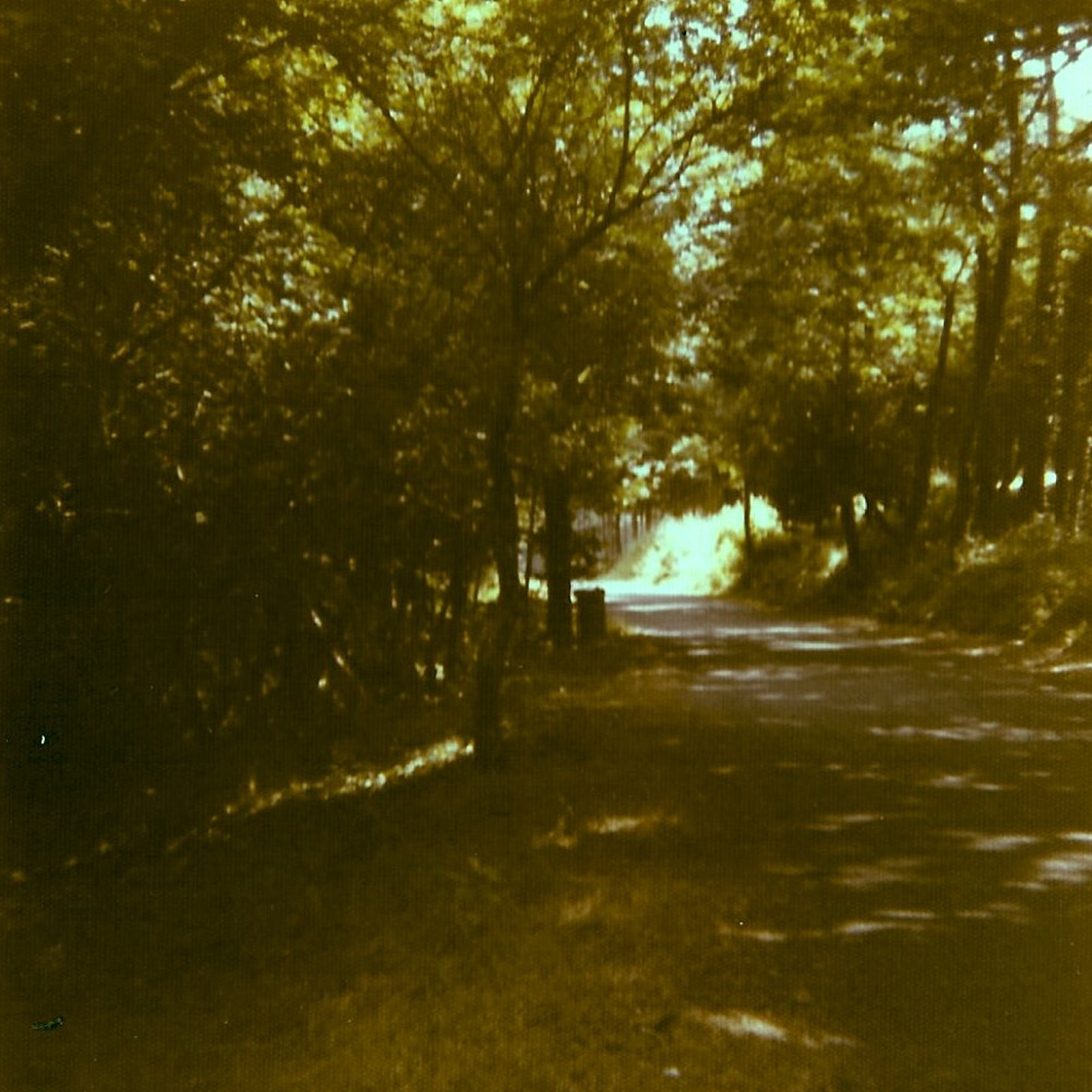 A tree-lined road to somewhere from A Trip to Bram, Aude, France - 25th July 1980