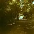 A tree-lined road to somewhere, A Trip to Bram, Aude, France - 25th July 1980