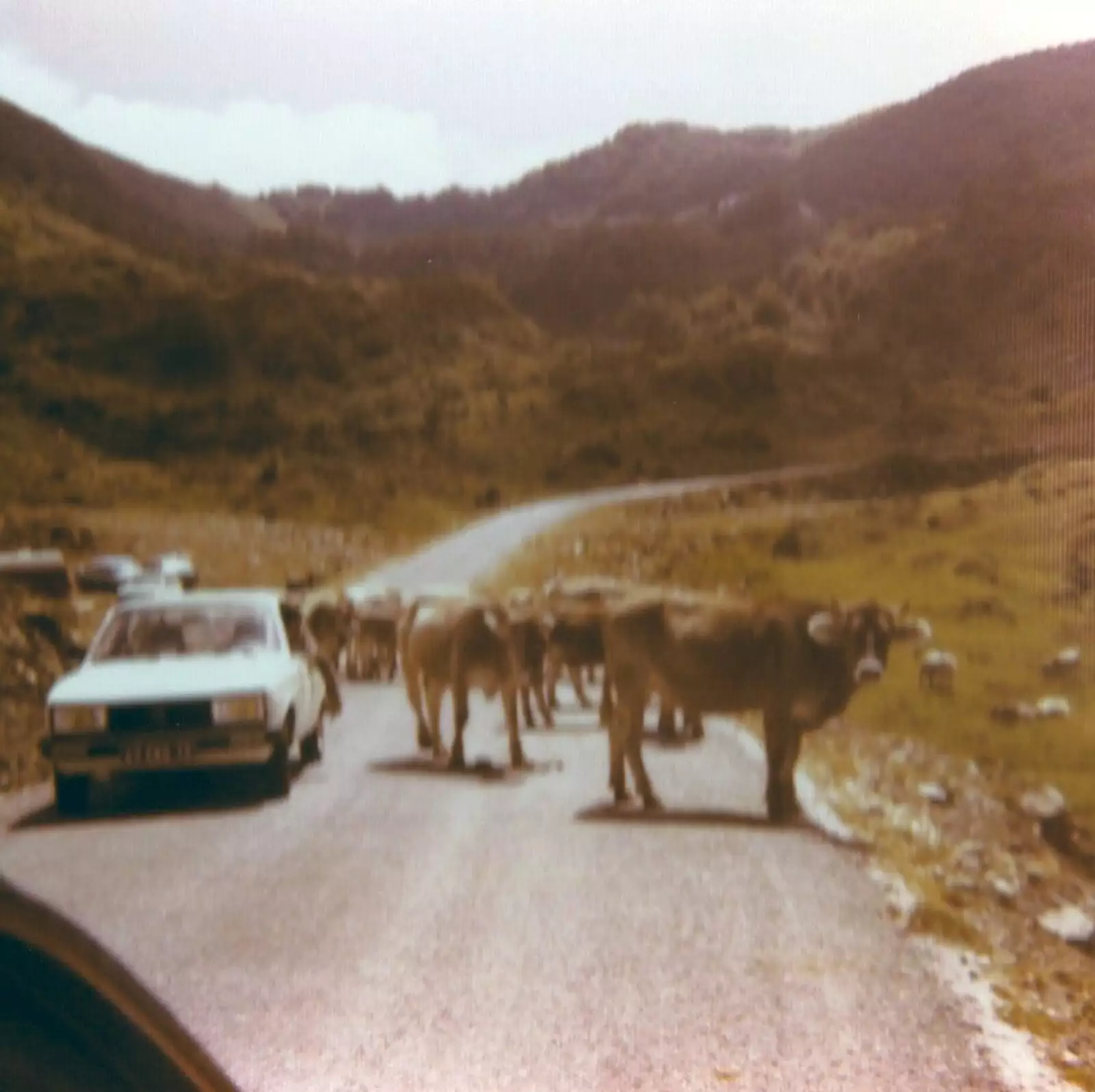 On a trip up in the Pyrenees, we're stopped by cows, from A Trip to Bram, Aude, France - 25th July 1980