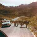 On a trip up in the Pyrenees, we're stopped by cows, A Trip to Bram, Aude, France - 25th July 1980