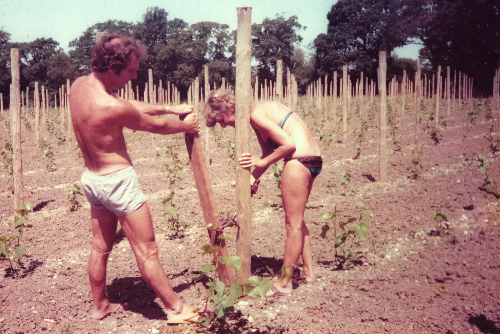 Mike stretches a guyot back, from Constructing a Vineyard, Harrow Road, Bransgore, Dorset - 1st September 1981