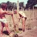 Mike stretches a guyot back, Constructing a Vineyard, Harrow Road, Bransgore, Dorset - 1st September 1981