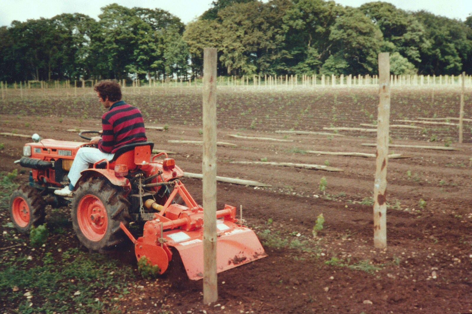 Mike weeds the rows with a small tractor from Constructing a Vineyard, Harrow Road, Bransgore, Dorset - 1st September 1981