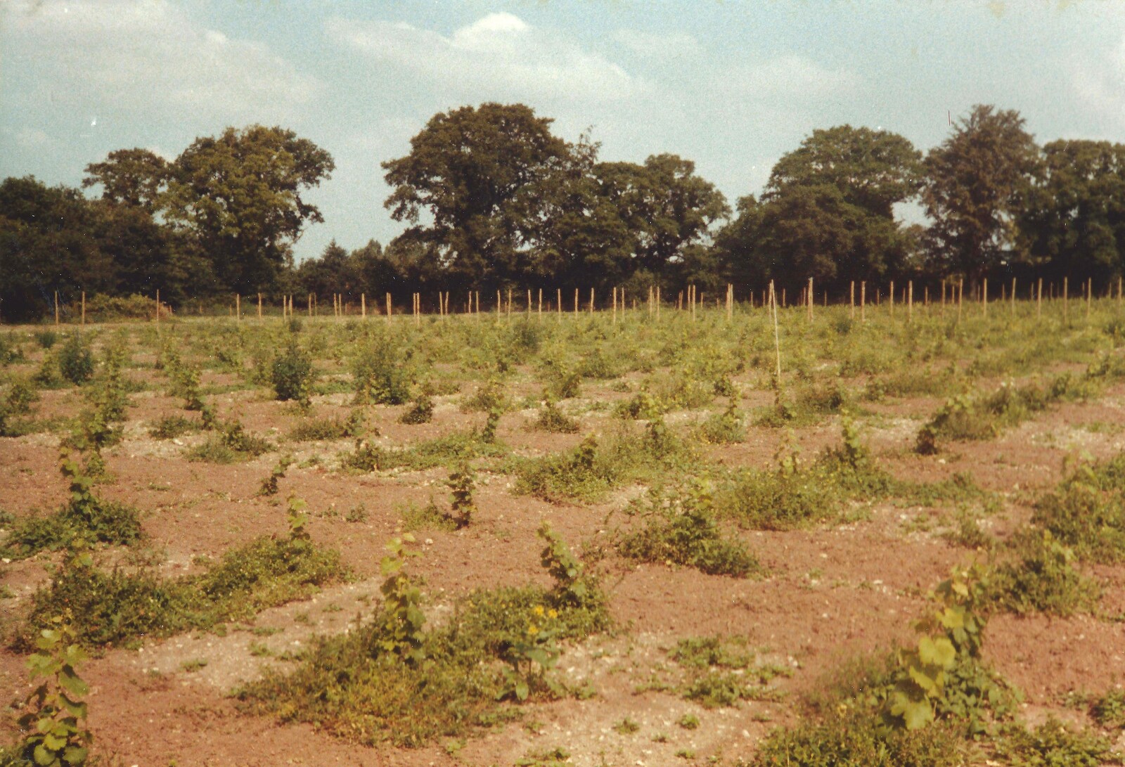 The vines compete with the weeds from Constructing a Vineyard, Harrow Road, Bransgore, Dorset - 1st September 1981