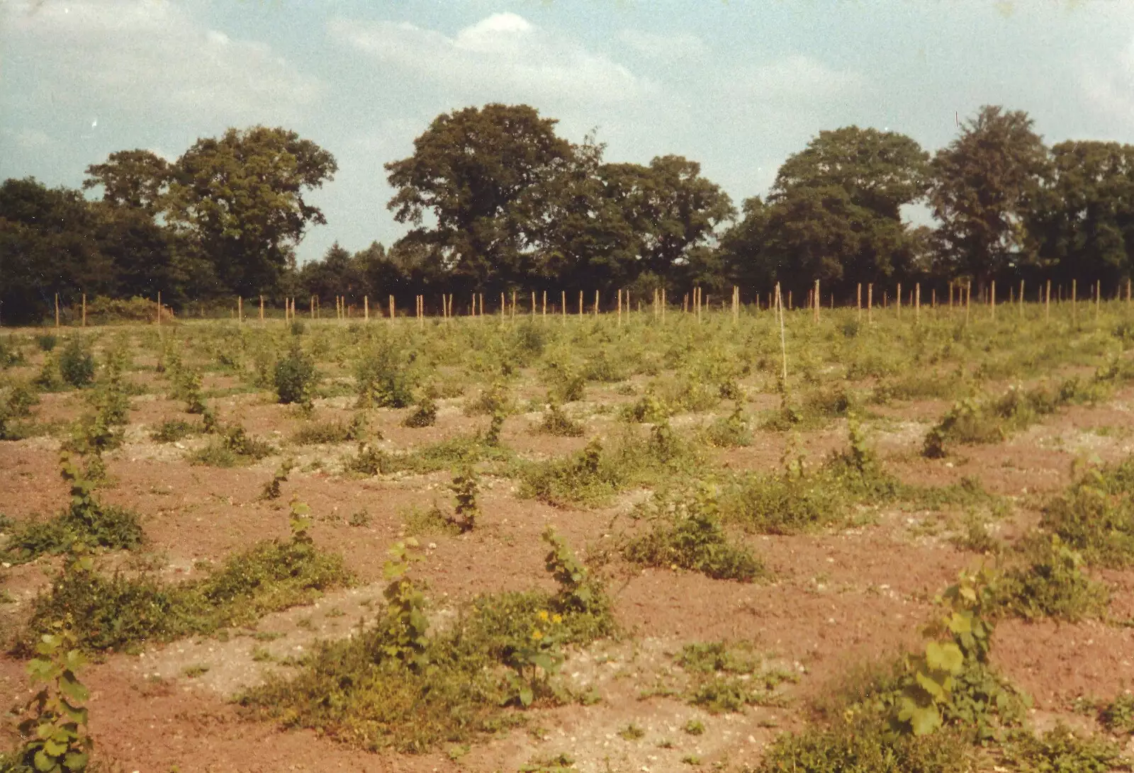 The vines compete with the weeds, from Constructing a Vineyard, Harrow Road, Bransgore, Dorset - 1st September 1981