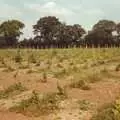 The vines compete with the weeds, Constructing a Vineyard, Harrow Road, Bransgore, Dorset - 1st September 1981