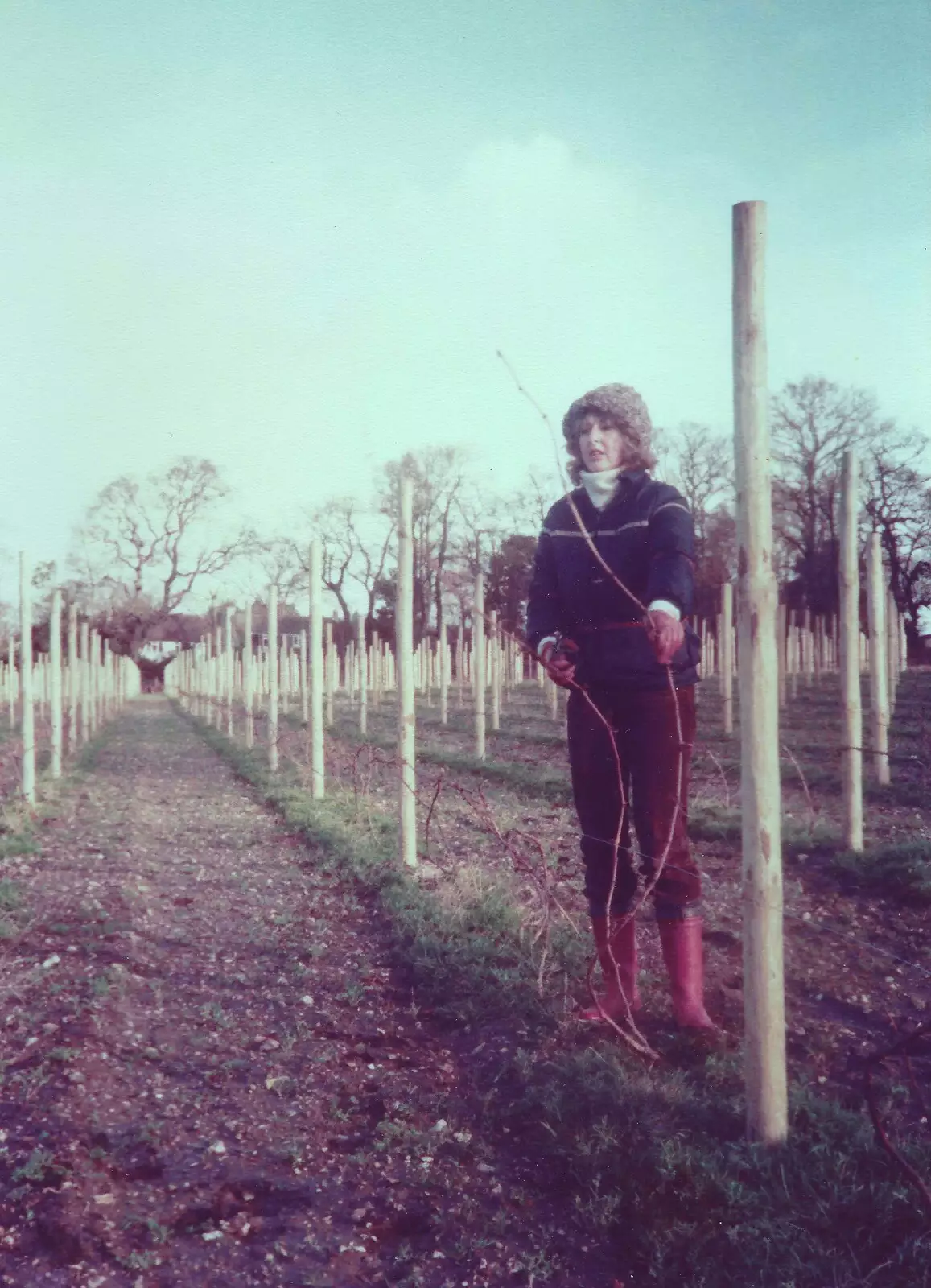 Bare vines are trained, from Constructing a Vineyard, Harrow Road, Bransgore, Dorset - 1st September 1981