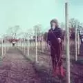 Bare vines are trained, Constructing a Vineyard, Harrow Road, Bransgore, Dorset - 1st September 1981