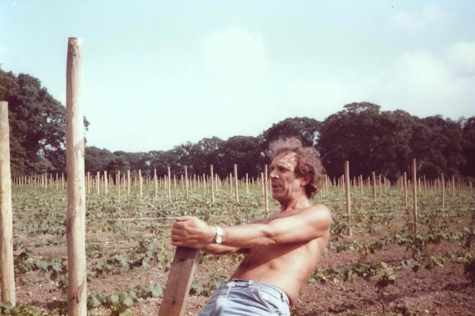 Mike pulls more wires, from Constructing a Vineyard, Harrow Road, Bransgore, Dorset - 1st September 1981