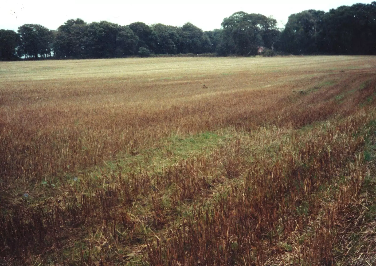 The stubble field that will become the vineyard, from Constructing a Vineyard, Harrow Road, Bransgore, Dorset - 1st September 1981