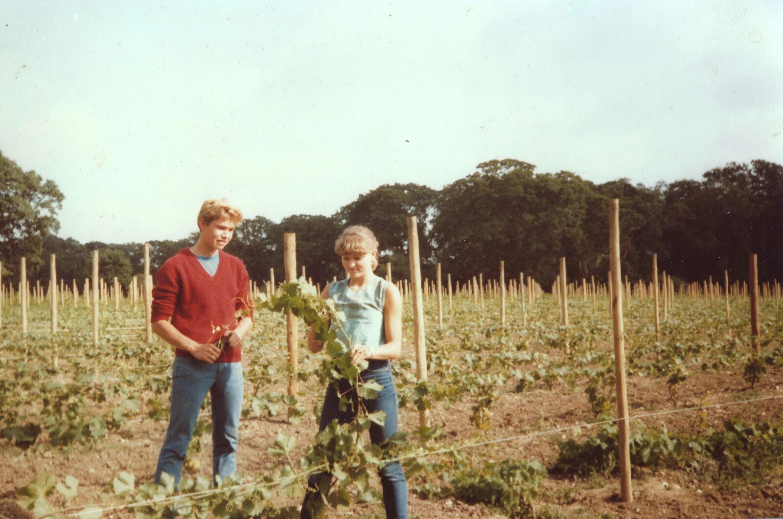 Kim trains more vines from Constructing a Vineyard, Harrow Road, Bransgore, Dorset - 1st September 1981