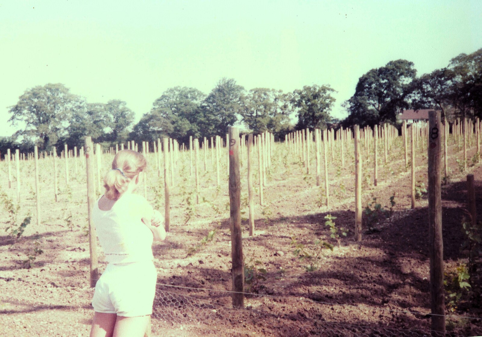 The vineyard is complete from Constructing a Vineyard, Harrow Road, Bransgore, Dorset - 1st September 1981