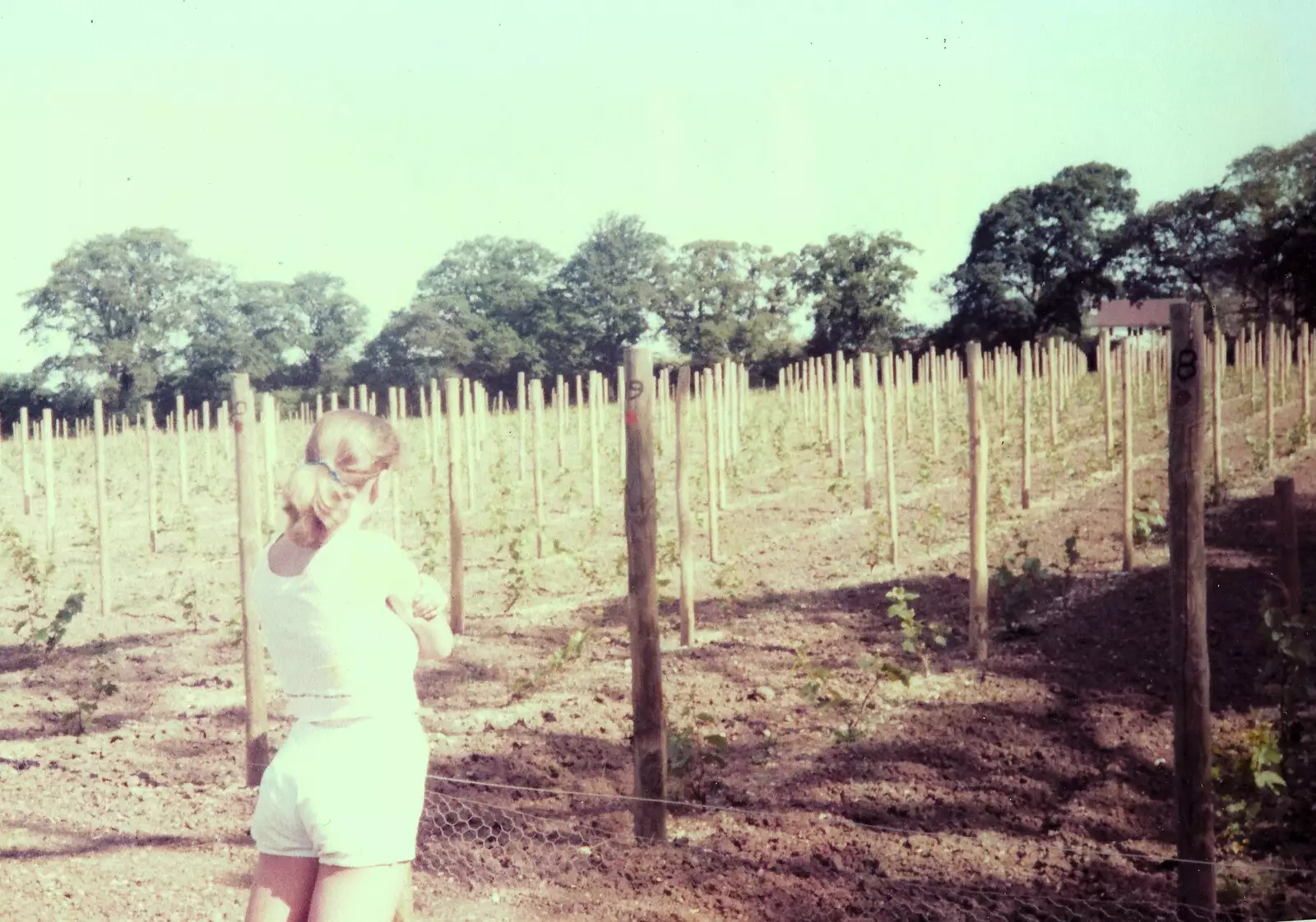 The vineyard is complete, from Constructing a Vineyard, Harrow Road, Bransgore, Dorset - 1st September 1981