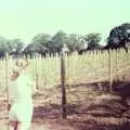 The vineyard is complete, Constructing a Vineyard, Harrow Road, Bransgore, Dorset - 1st September 1981