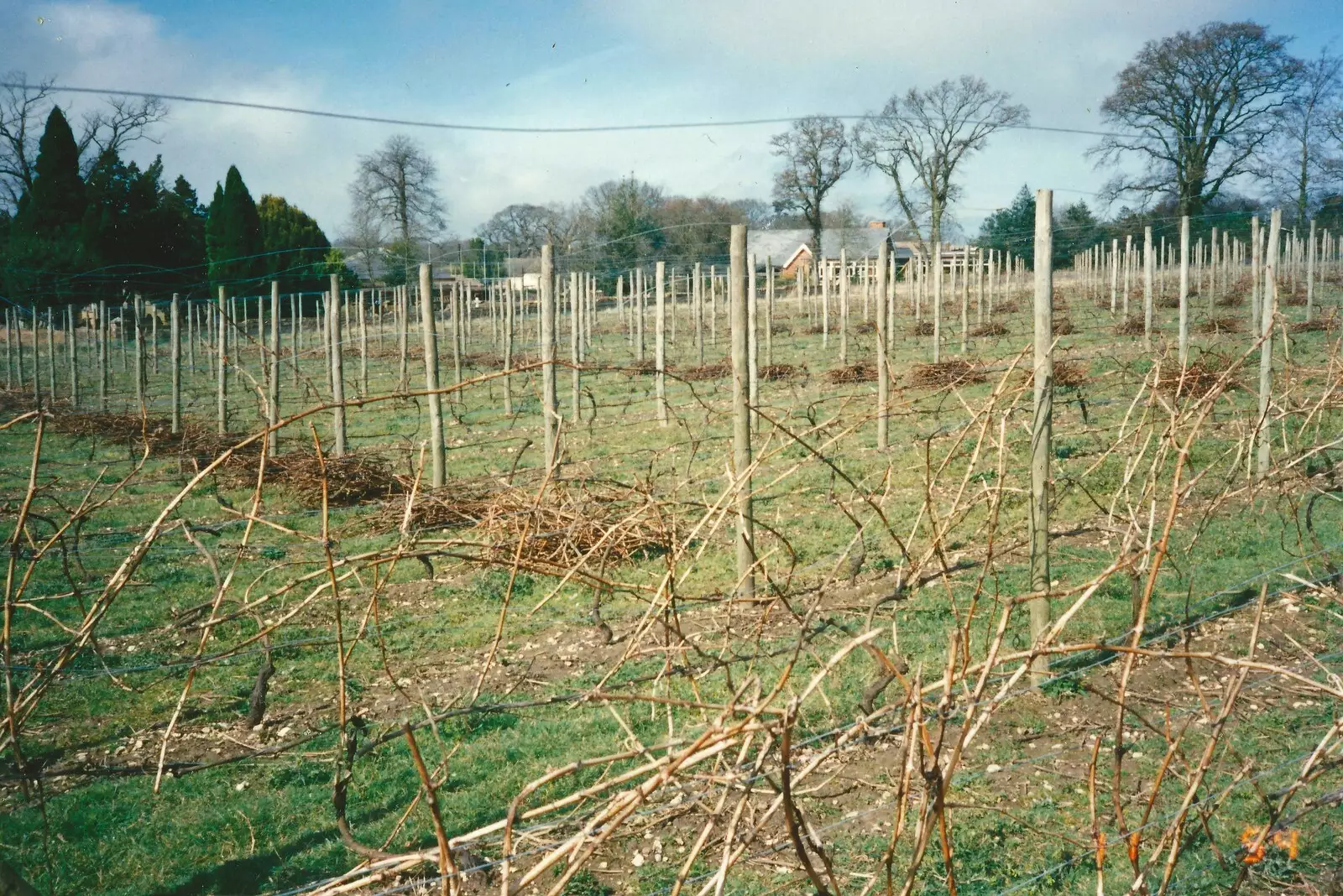 The vineyard after a winter pruning, from Constructing a Vineyard, Harrow Road, Bransgore, Dorset - 1st September 1981