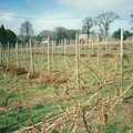 The vineyard after a winter pruning, Constructing a Vineyard, Harrow Road, Bransgore, Dorset - 1st September 1981