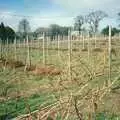 The vineyard after a winter pruning, Constructing a Vineyard, Harrow Road, Bransgore, Dorset - 1st September 1981