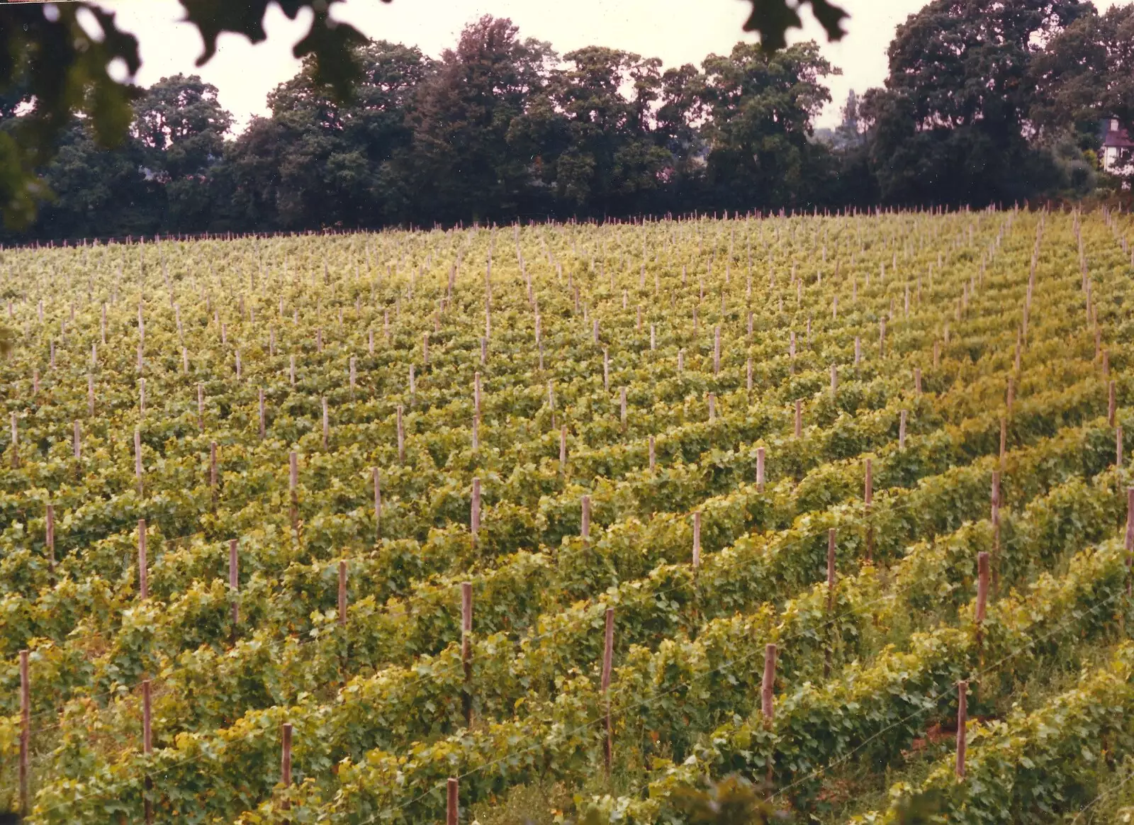 Nosher's 1989 photo of the vineyard from up a tree, from Constructing a Vineyard, Harrow Road, Bransgore, Dorset - 1st September 1981