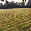 Nosher's 1989 photo of the vineyard from up a tree, Constructing a Vineyard, Harrow Road, Bransgore, Dorset - 1st September 1981