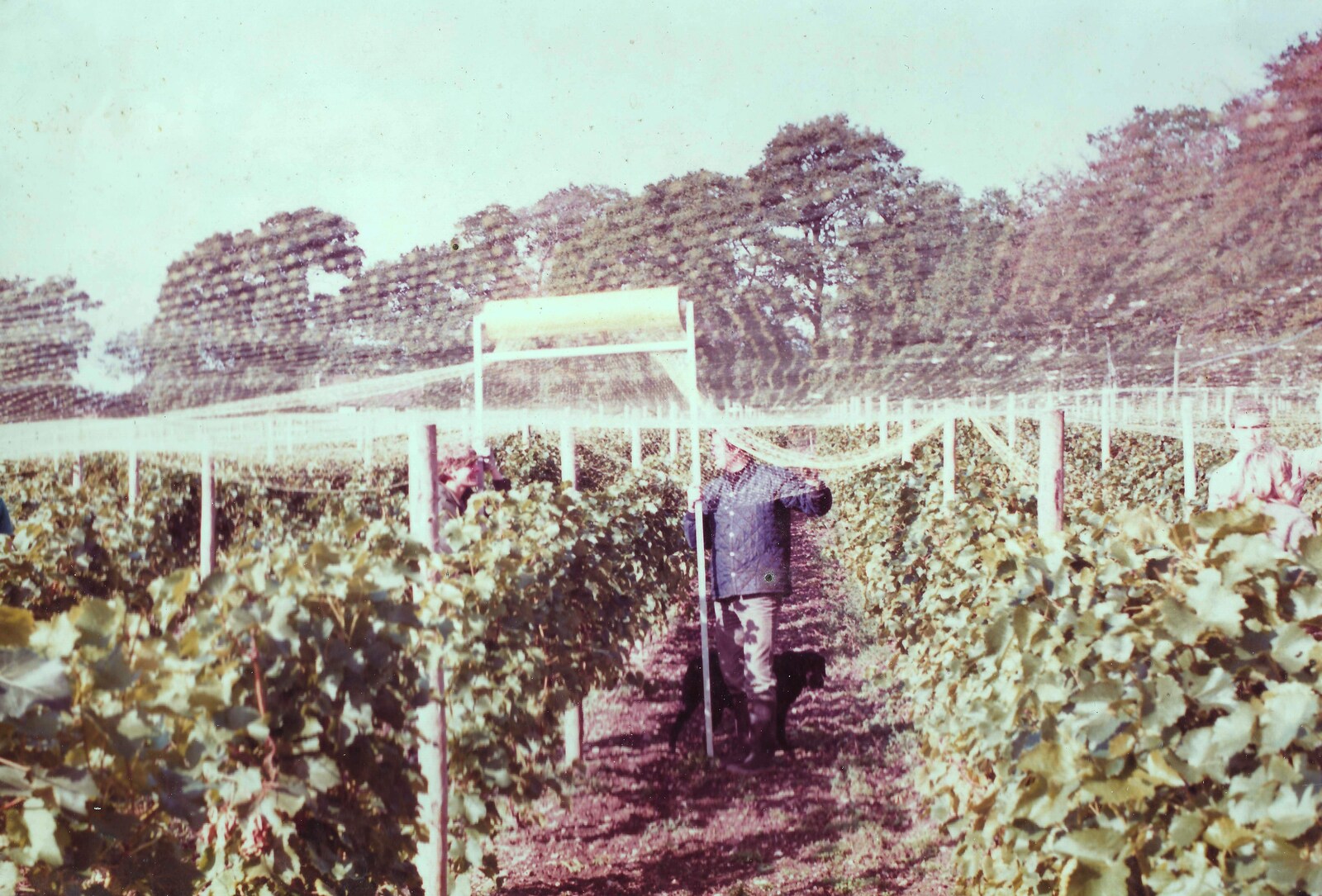 Nets are pulled over to keep birds off from Constructing a Vineyard, Harrow Road, Bransgore, Dorset - 1st September 1981