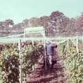 Nets are pulled over to keep birds off, Constructing a Vineyard, Harrow Road, Bransgore, Dorset - 1st September 1981
