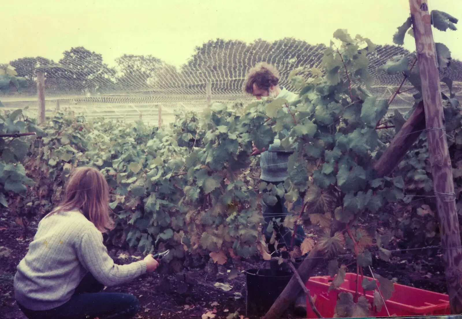 Grape picking under the nets, from Constructing a Vineyard, Harrow Road, Bransgore, Dorset - 1st September 1981