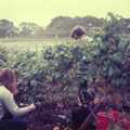 Grape picking under the nets, Constructing a Vineyard, Harrow Road, Bransgore, Dorset - 1st September 1981