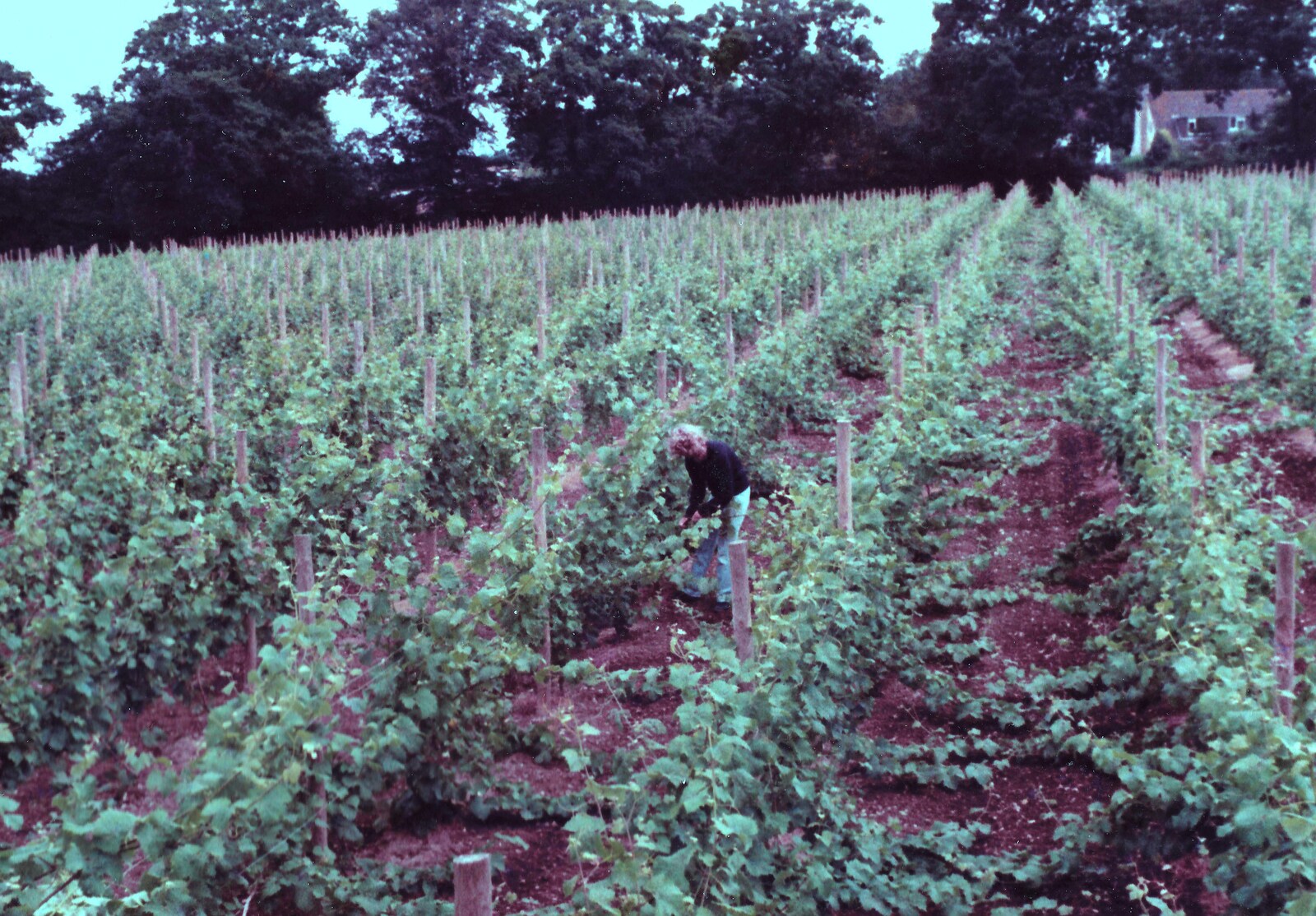The vines in full leaf from Constructing a Vineyard, Harrow Road, Bransgore, Dorset - 1st September 1981