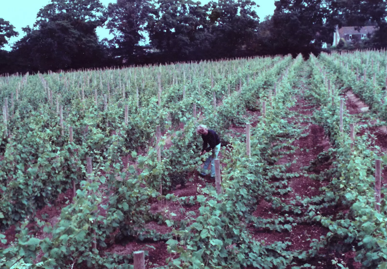 The vines in full leaf, from Constructing a Vineyard, Harrow Road, Bransgore, Dorset - 1st September 1981