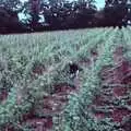 The vines in full leaf, Constructing a Vineyard, Harrow Road, Bransgore, Dorset - 1st September 1981