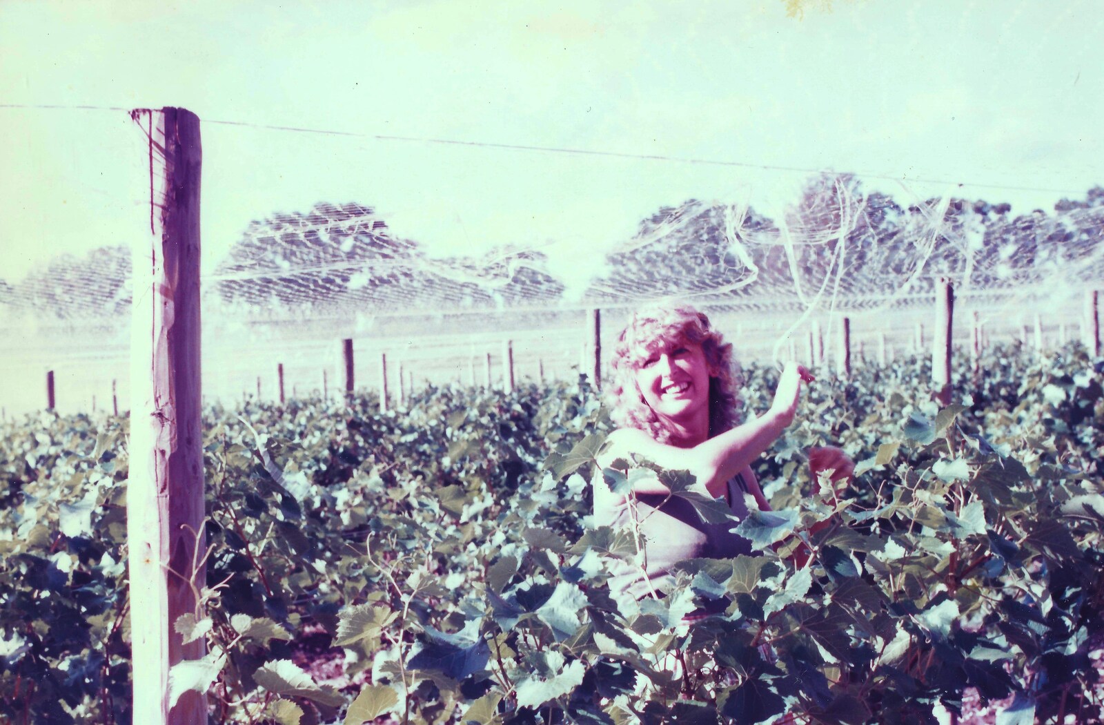 Mike's wife amongst the vines from Constructing a Vineyard, Harrow Road, Bransgore, Dorset - 1st September 1981