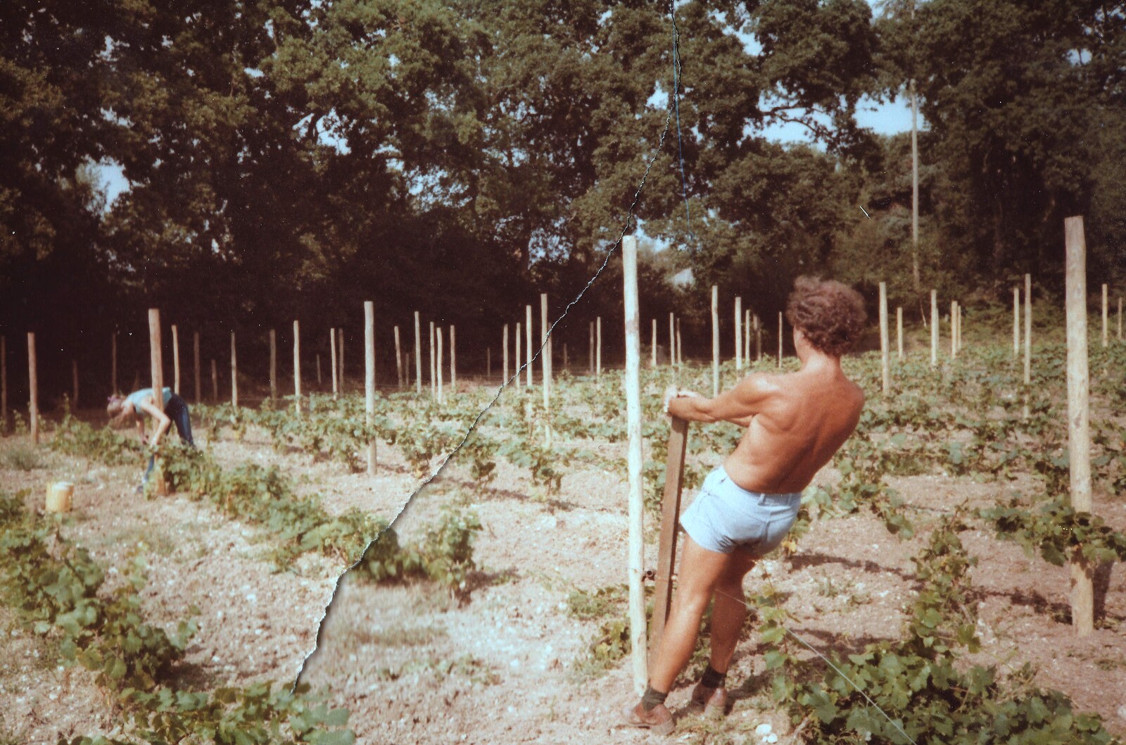 Mike pulls another wire from Constructing a Vineyard, Harrow Road, Bransgore, Dorset - 1st September 1981
