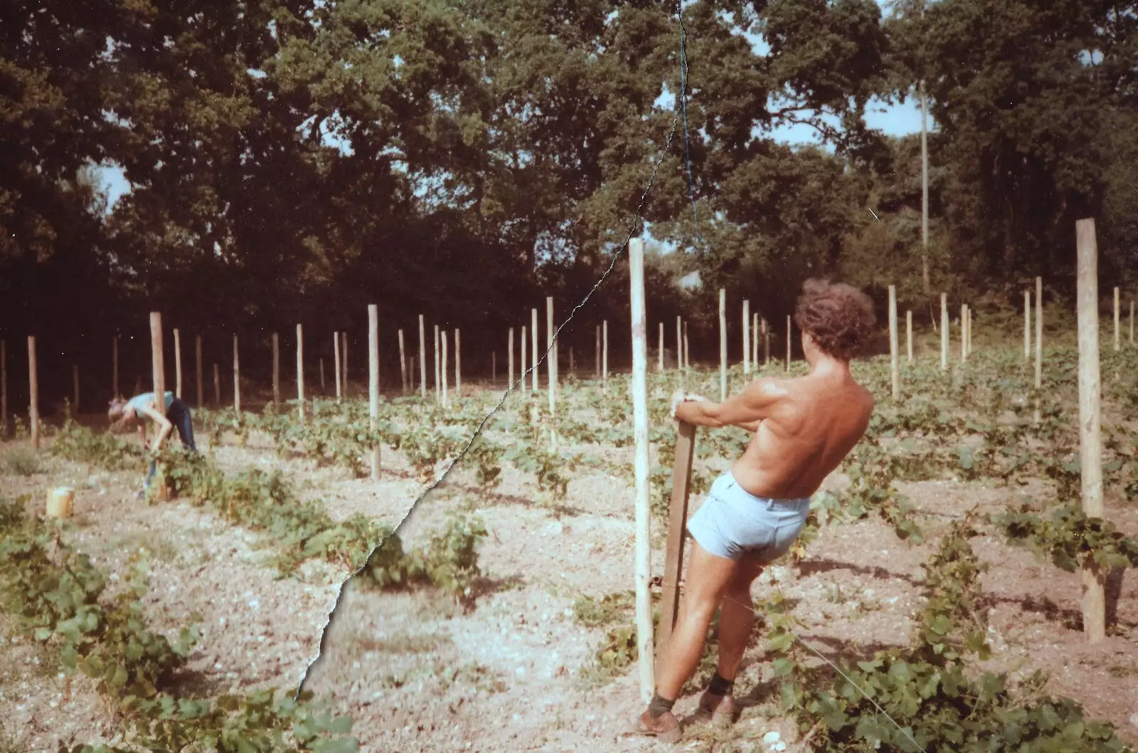 Mike pulls another wire, from Constructing a Vineyard, Harrow Road, Bransgore, Dorset - 1st September 1981