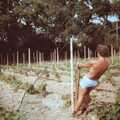 Mike pulls another wire, Constructing a Vineyard, Harrow Road, Bransgore, Dorset - 1st September 1981