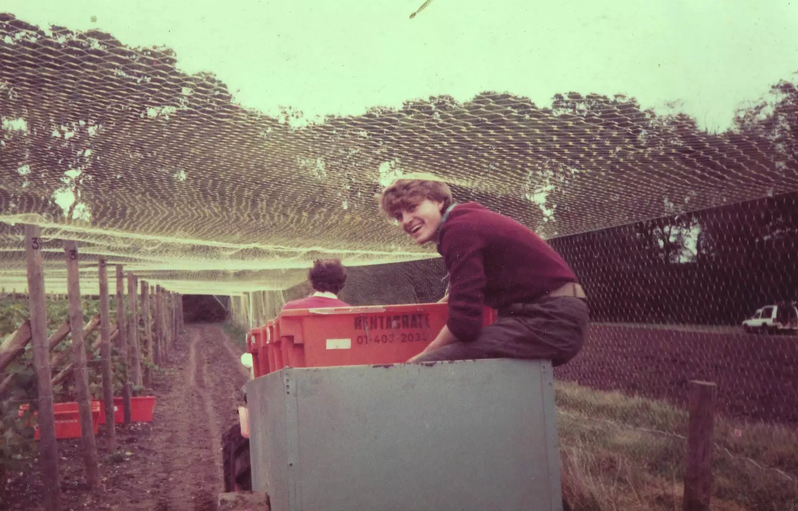 The grapes are hauled off, from Constructing a Vineyard, Harrow Road, Bransgore, Dorset - 1st September 1981