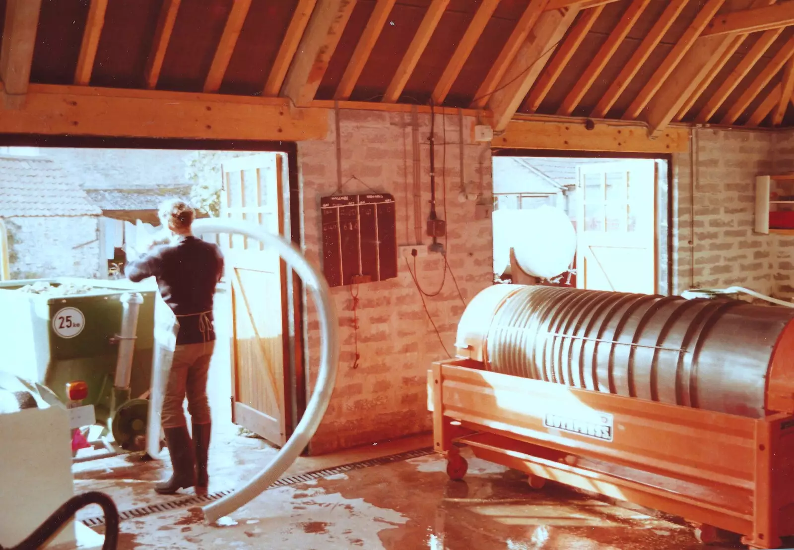 The grapes are ready for pressing, from Constructing a Vineyard, Harrow Road, Bransgore, Dorset - 1st September 1981